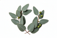 Eukalyptus
