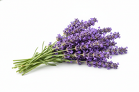 Lavendel
