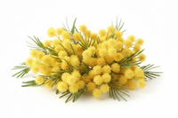 Mimose