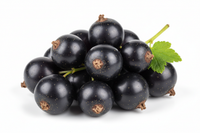 Schwarze Johannisbeere
