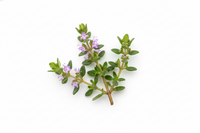 Thymian