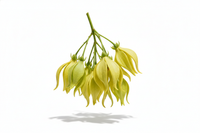 Ylang-Ylang