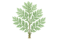 Artemisia