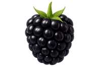 Brombeere
